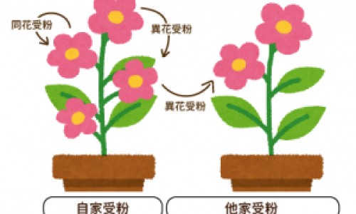 前猪脚和后猪脚的区别是什么-前猪脚和后猪脚的区别网-分享前猪脚和后猪脚的区别在哪里，前猪脚好还是后猪脚好一点知识库